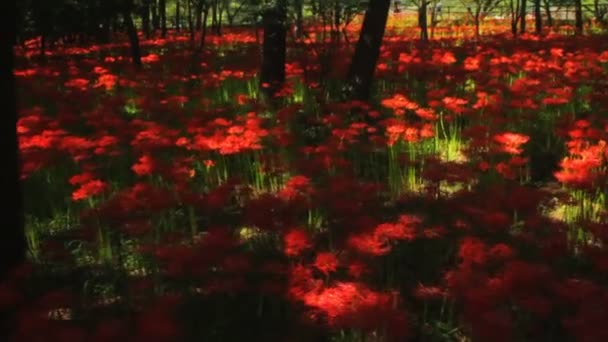 Furacão Lírio Médio Tiro Foco Profundo Handheld Local Natureza Japão — Vídeo de Stock