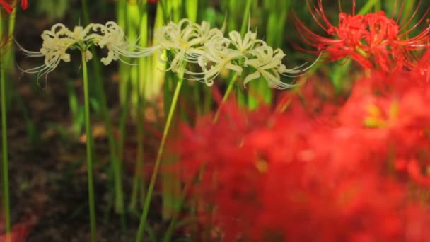 Röda Och Vita Amaryllis Nära Sköt Tillbaka Rack Fokus Dess — Stockvideo