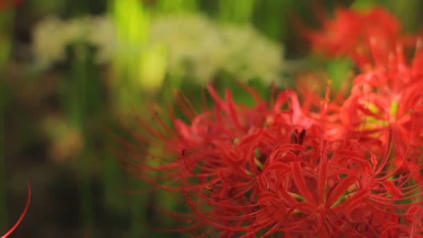 前面ラック フォーカスをすぐ撮影赤と白のアマリリス 日本の自然の場所 時間経過 カメラ キヤノン Eos — ストック動画