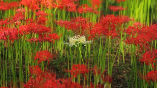 赤と白のアマリリスの中間は 標準のフォーカスを撮影しました その日本の自然の場所です 時間経過 カメラ キヤノン Eos — ストック動画