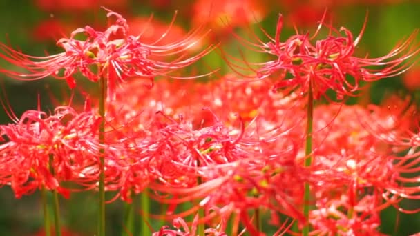Rode Spin Lily Dicht Schot Milde Wind Zijn Een Natuur — Stockvideo