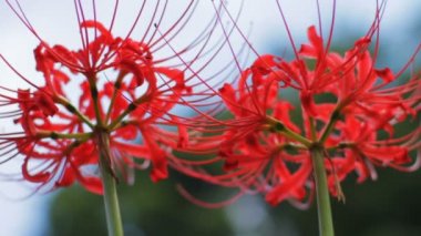 kırmızı örümcek zambak yakın sığ odak düşük açılı yukarı / onun Japonya doğa konum. 4k ve zaman atlamalı. fotoğraf makinesi: Canon Eos 7d