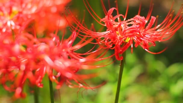 Red Spider Lily Nära Upp Mild Vind Tillbaka Rack Fokus — Stockvideo