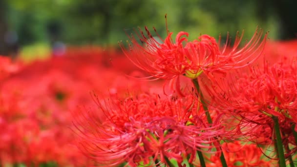 Red Spider Lily Close Shot Shallow Focus Lugar Natural Japón — Vídeos de Stock