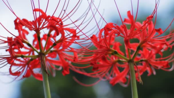 Красный Паук Лихо Закрывается Низким Углом Фокусировки Место Природы Японии — стоковое видео