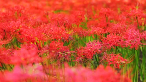 Red Spider Lily Forest Middle Shot Shallow Focus Lugar Natural — Vídeos de Stock