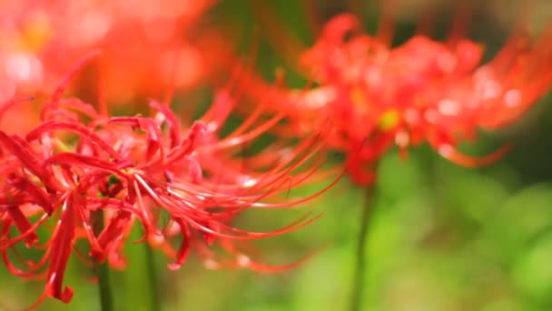 Red Spider Lily Zavřít Mírného Větru Přední Nosič Focus Jeho — Stock video