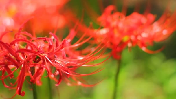 Red Spider Lily Nära Upp Mild Vind Främre Grunt Fokus — Stockvideo