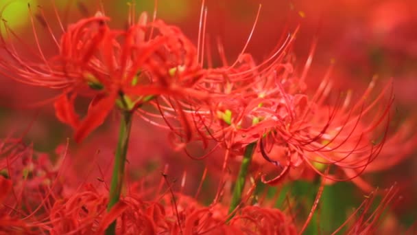 Red Spider Lily Fältet Nära Skott Grunt Fokus Milda Vinden — Stockvideo