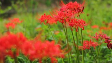 kırmızı örümcek lily yakın atış ormandaki geri sığ odak hafif rüzgar / onun Japonya doğa konum. 4k ve zaman atlamalı. fotoğraf makinesi: Canon Eos 7d