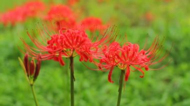 kırmızı örümcek zambak ormana yakın sığ odak hafif rüzgar vurdu / onun Japonya doğa konum. 4k ve zaman atlamalı. fotoğraf makinesi: Canon Eos 7d