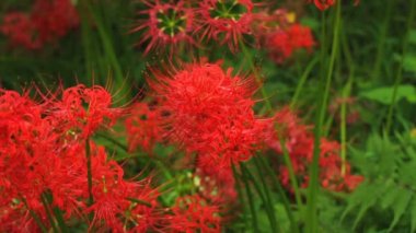 kırmızı örümcek zambak ormana yakın sığ odak çekim / onun Japonya doğa konum. 4k ve zaman atlamalı. fotoğraf makinesi: Canon Eos 7d