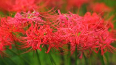 kırmızı örümcek zambak ormanın içinde atış kapatın. / Onun Japonya doğa konum. 4k ve zaman atlamalı. fotoğraf makinesi: Canon Eos 7d