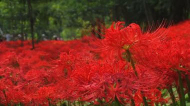 kırmızı örümcek zambak alan orta sığ odak vurdu. / Onun Japonya doğa konum. 4k ve zaman atlamalı. fotoğraf makinesi: Canon Eos 7d