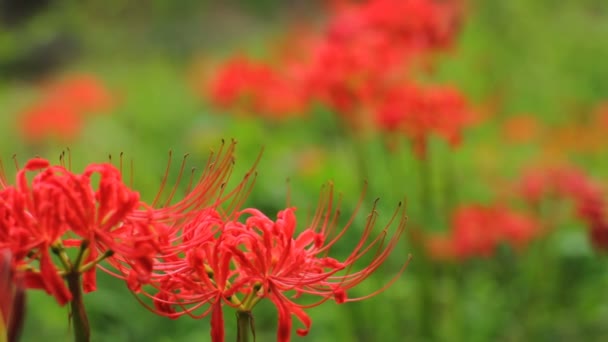 Rojo Lirio Araña Bosque Cerca Tiro Frontal Bastidor Enfoque Viento — Vídeos de Stock