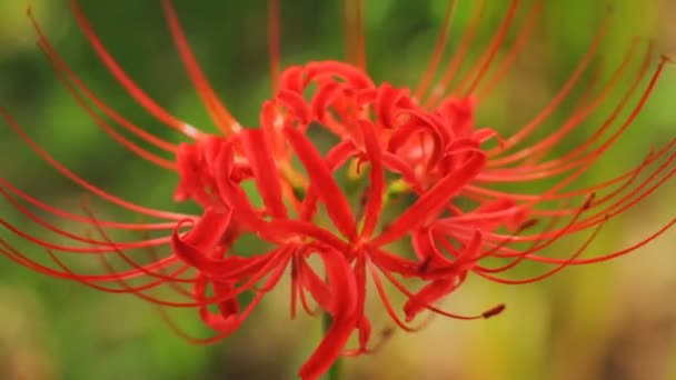 Red Spider Lily Poli Zblízka Mírný Vítr Její Přírodní Lokalita — Stock video
