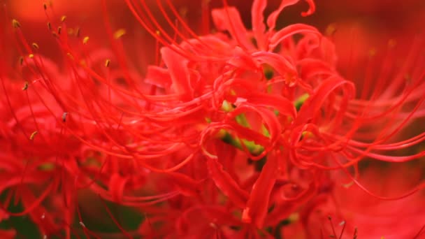 Červená Spider Lily Poli Zblízka Mělkého Zaostření Jeho Přírodní Lokalita — Stock video