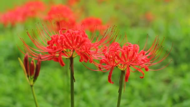 Red Spider Lily Forest Close Shot Shallow Focus Mild Wind — Stock Video