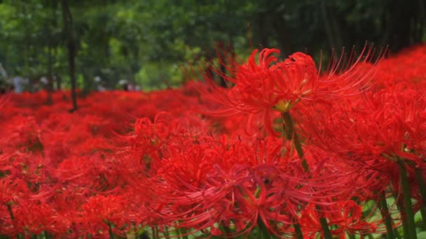 Red Spider Lily Field Medium Shot Shallow Focus Its Nature — Stock Video