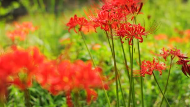 Red Spider Lily Forest Close Shot Back Rack Focus Mild — Stock Video