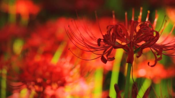 Красный Паук Лили Парке Закрыть Переднюю Поверхностный Фокус Природное Место — стоковое видео