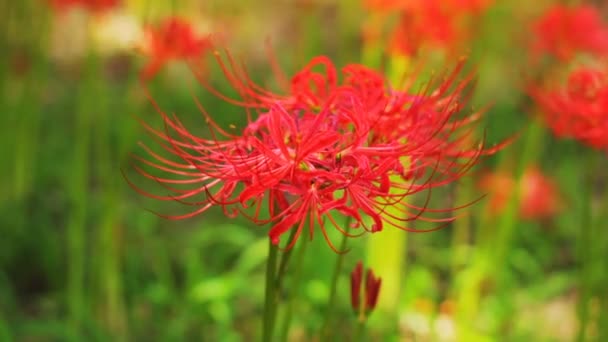 Rote Spinnenlilie Park Haucht Milden Wind Ein Ist Ein Naturbelassener — Stockvideo