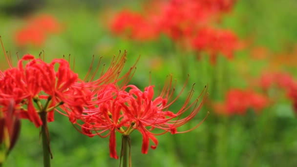 Rojo Lirio Araña Bosque Tiro Cerca Enfoque Superficial Frente Suave — Vídeos de Stock