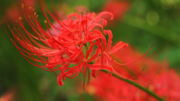 Červená Spider Lily Lese Zblízka Mělkého Zaostření Jeho Přírodní Lokalita — Stock video