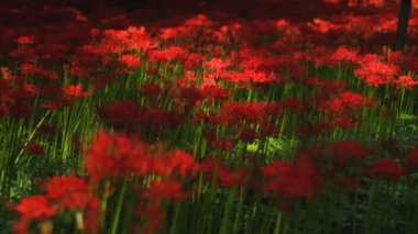 kırmızı örümcek zambak park orta derin odak vurdu. / Onun Japonya doğa konum. 4k ve zaman atlamalı. fotoğraf makinesi: Canon Eos 7d