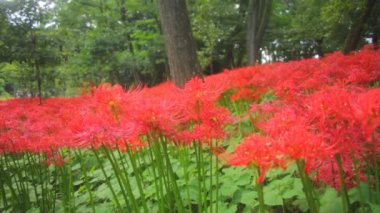 kırmızı örümcek zambak orta standart odak vurdu. / Onun Japonya doğa konum. 4k ve zaman atlamalı. fotoğraf makinesi: Canon Eos 7d