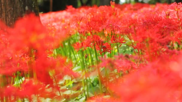 Красный Паук Лежащий Лесу Снимает Низкую Фокусировку Природное Место Японии — стоковое видео