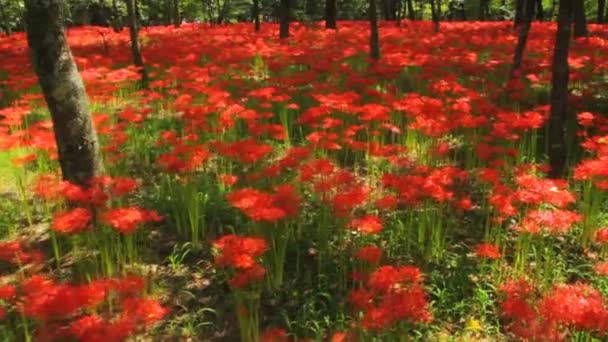红色蜘蛛百合在公园宽广的射击了深焦点手持设备或它的一个自然地点在日本 和时间失效 摄像头 Eos — 图库视频影像