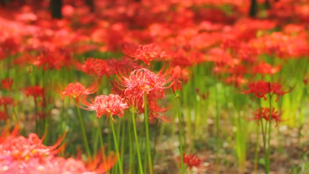 Střední Red Spider Lily Zastřelil Mělkého Zaostření Její Přírodní Lokalita — Stock video