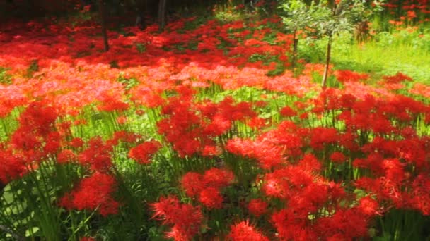 Red Spider Lily Forest Wide Shot Deep Focus Right Panning — Stock Video