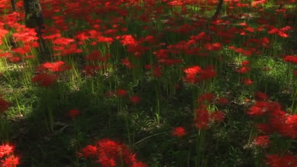 Красный Паук Лежащий Парке Широко Выстрелил Руку Природное Место Японии — стоковое видео