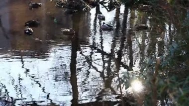 Ördek gölet Kurokawa Park'ta geniş derin odak vurdu. / Onun Tokyo doğa konum. fotoğraf makinesi: Canon Eos 7d