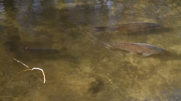 Carpa Nel Ruscello Parco Kurokawa Hino Tokyo Una Posizione Naturale — Video Stock