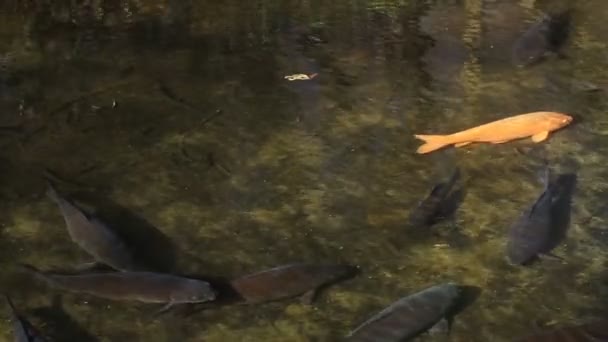 Carpa Laranja Brook Parque Kurokawa Hino Tóquio Foco Profundo Local — Vídeo de Stock