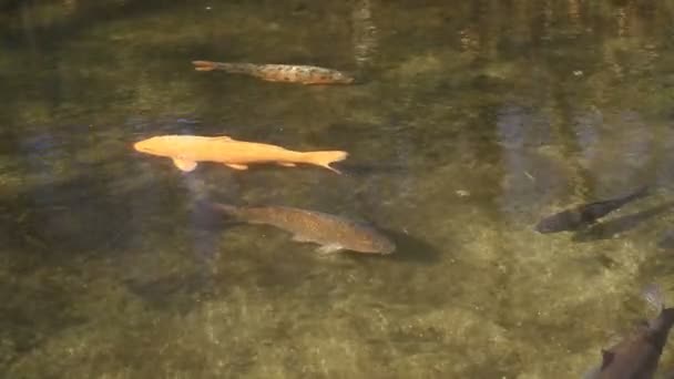 Ikan Mas Oranye Brook Taman Kurokawa Hino Tokyo Fokus Tengah — Stok Video
