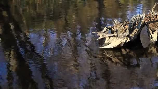 池塘在黑川纪章公园在东京接近的射击深焦点或它一个自然地点在东京 摄像头 Eos — 图库视频影像