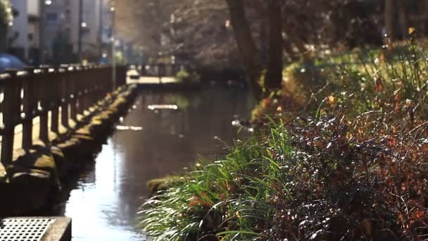 黒川公園東京都日野浅いフォーカスで小川 その自然の地東京 カメラ キヤノン Eos — ストック動画