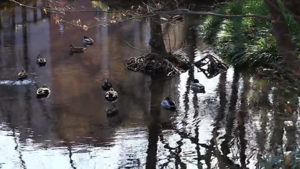 Duck Pond Kurokawa Park Wide Shot Its Nature Location Tokyo — Stock Video