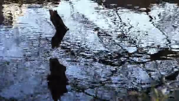 Water Surface Kurokawa Park Tokyo Middle Shot Deep Focus Its — Stock Video