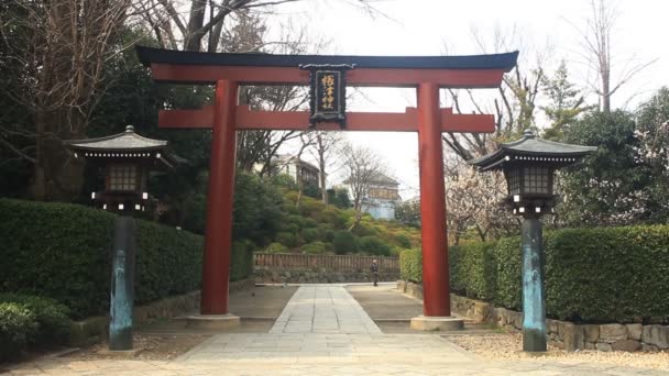 Torii Principal Santuario Nezu Tokio Tiro Amplio Enfoque Estándar Una — Vídeos de Stock