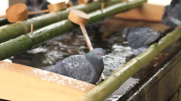 Sanctuaire Nezu Pigeon Sur Chozuya Fermer Foyer Peu Profond Tokyo — Video