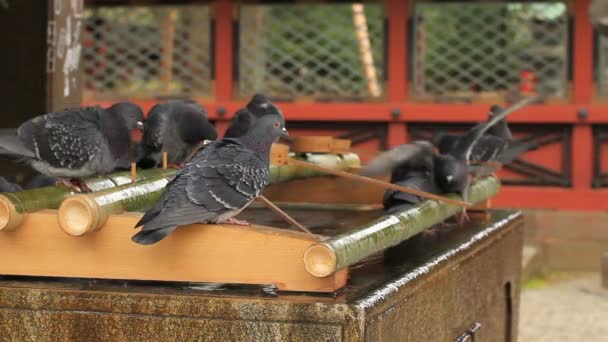 Nezu Shrine Pigeon Chozuya Middle Shot Standard Focus Tokyo Its — Stockvideo