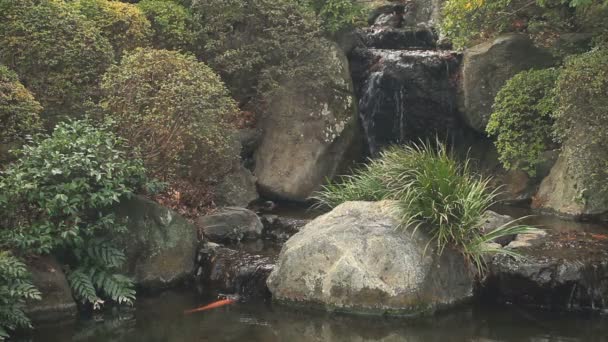 根津神社一些鲤鱼在湖中全拍标准集中在东京 它在东京的传统位置 摄像头 Eos — 图库视频影像