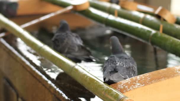 Nezu Schrein Taube Trinkt Wasser Auf Chozuya Nahaufnahme Flachen Fokus — Stockvideo