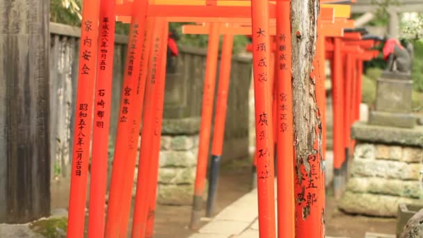 根津でトンネルのような鳥居神社すぐ浅いフォーカスを撮影東京で 東京の伝統的な場所 カメラ キヤノン Eos — ストック動画