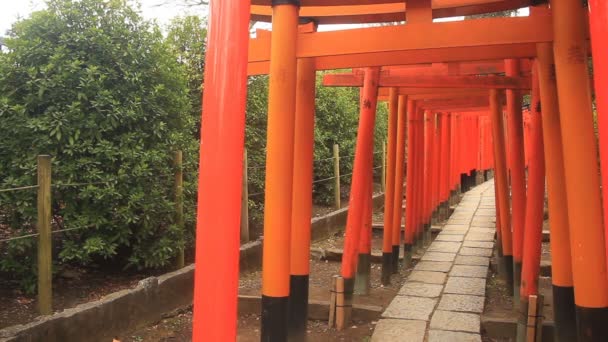 東京の根津神社でトンネルの入り口のような鳥居は ショットの標準のフォーカスを閉じます その東京で伝統的な場所 カメラ キヤノン Eos — ストック動画